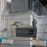 یک جفت عروس هلندی زیرک و باهوش