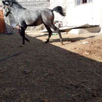 با سلا م یه دونه اسب 4ساله خوشتیپ دم گیر