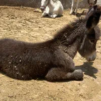 شیر الاغ تازه با بهترین خوراک دوشیدن در حضورخودتون|خوردنی و آشامیدنی|قزوین, |دیوار