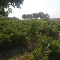 فروش یک قطعه باغ انگور و میوه جات|فروش خانه و ویلا|اشترینان, |دیوار