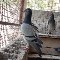 سه جفت نرماده پلاکی|پرنده|بوشهر, |دیوار