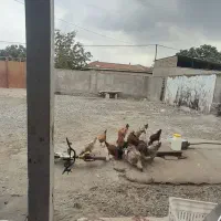 مرغ و خروی بفروش میرسد