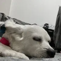 واگذاری سگ اشپیز روباهی|سگ|سقز, |دیوار