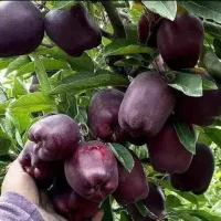 نهال سیب جرومین مختص نهالستان پاشاپور