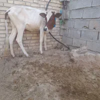 گوساله|حیوانات مزرعه|اهواز, الهائی|دیوار