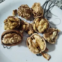 فروش گردو