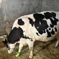 گاو‌شیری‌وجوان‌