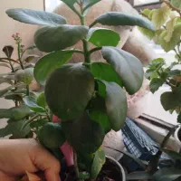 گل و گیاه|گل و گیاه طبیعی|کرمانشاه, |دیوار