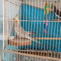 عروس هلندی جفت خورده