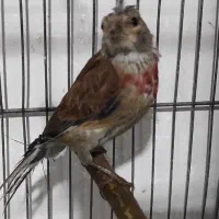 سهره قناری سینه سرخ عروس هلندی|پرنده|همدان, |دیوار