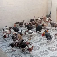 شهر جنت مکان