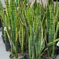 حراج گل های آپارتمانی