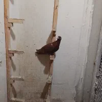 کفتر|پرنده|مشهد, ایثار|دیوار