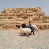 گوسفند قوچ میش بره بز|حیوانات مزرعه|شاهین‌شهر, گرگاب|دیوار