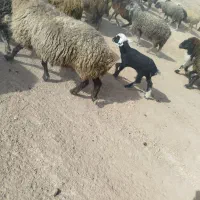 فروش 4عدد میشو بره|حیوانات مزرعه|ارسنجان, |دیوار