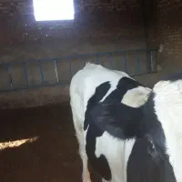 جوانه گاو گوساله|حیوانات مزرعه|نیشابور, رحمت آباد|دیوار