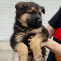 واگذاری توله ژرمن شولاین موبلند