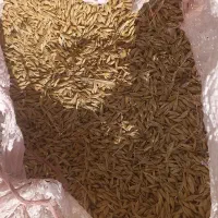 جو محلی|خدمات باغبانی و درختکاری|گرمخان, |دیوار