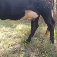 گاو گیل دورگ نزدیک زایمان|حیوانات مزرعه|لاهیجان, لفمجان|دیوار