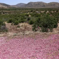 گلاب ناب لایزنگان