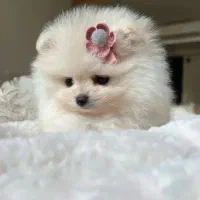 سگ پامرانین عروسکی