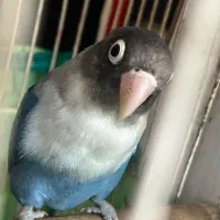 طوطی برزیلی 9 ماهه