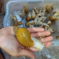 حلزون آلوبینو  (بهداشتی)