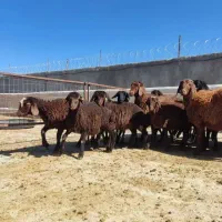 بره نروماده