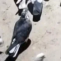 کبوتر های رفتنی آذرشهر|پرنده|آذرشهر, |دیوار