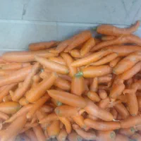 هویج اصفهان شور