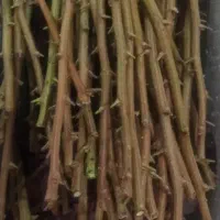 پیوندپسته‌ گروه باتجربه ازنوق ترکه احمداقایی اکبری