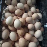 انواع تخم نطفه دار تضمینی