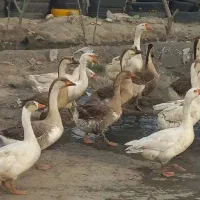 غوغاز|حیوانات مزرعه|صباشهر, |دیوار