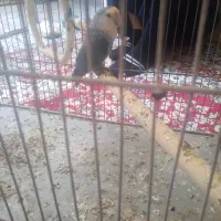 طوطی برزیلی خوش رنگ