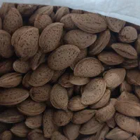 فروش بادام درشت