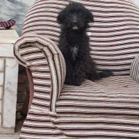 پاکوتاه سگ|سگ|تایباد, |دیوار