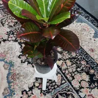 کامپک گل وگیاه|گل و گیاه طبیعی|مشهد, مهدی آباد|دیوار