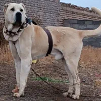 سگ سرابی گوسفند گاو