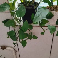 قلمه گل قیمت مناسب|گل و گیاه طبیعی|فردوس (خراسان), |دیوار