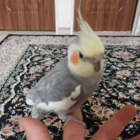 عروس هلندی