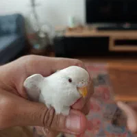 مرغ عشق سفید نر