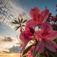 همکار خانم جهت کار غیر حضوری
