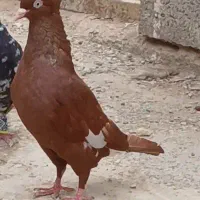 کبوتر سرخ دم سفید