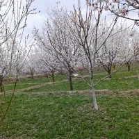 فروش فوری زمین مناسب باغی و ویلایی