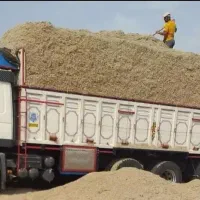 سفال وکاه گندم رفت و کاه نیشکر باگاس آمده به بازار|عمدهفروشی|ورامین, ورامین|دیوار