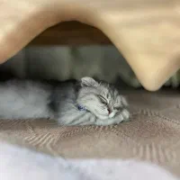 گربه اسکاتیش