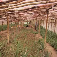 جویای کار گلخانه کشاورزی باغ|خدمات باغبانی و درختکاری|ابریشم, |دیوار