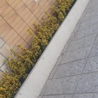 کلیه کارهای باغبانی درکوهپایه|خدمات باغبانی و درختکاری|کرمان, |دیوار