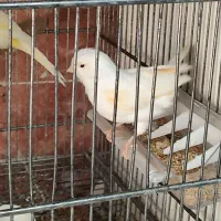 فروش انواع قناری آماده نرو ماده|پرنده|بومهن, |دیوار