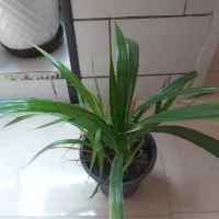 گل طبیعی|گل و گیاه طبیعی|فسا, |دیوار